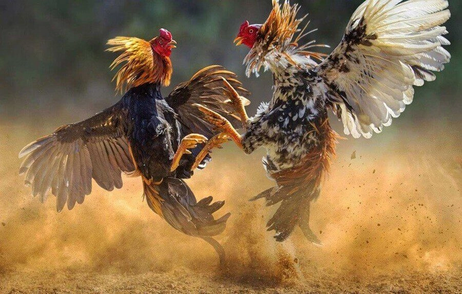 Hãy theo dõi kèo cược và biến động tỷ lệ thường xuyên